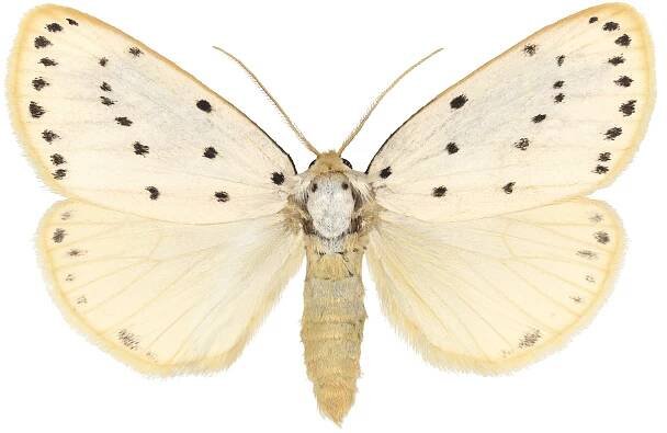 Stigmatophora micans.jpg