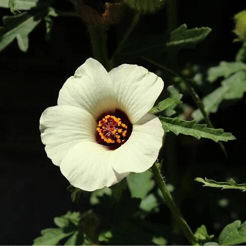 Ibišek trojdílný - Hibiscus trionum - osivo ibišku - 15 ks