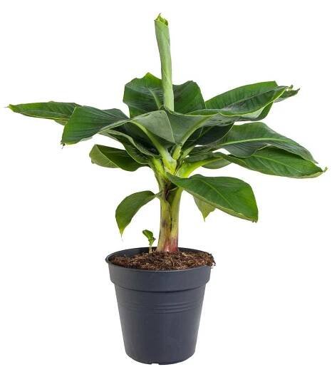 Banánovník zakrslý, Musa dwarf cavendish,17 - 19 cm, skladem