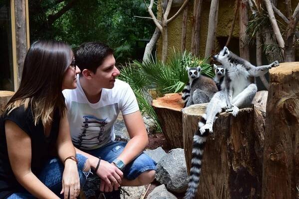 Žena a muž klečí venku a dívají se na lemura sedícího na pařezu stromu obklopeného bujnou zelení.