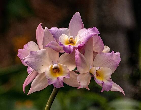 Hnojivo na orchideje 26