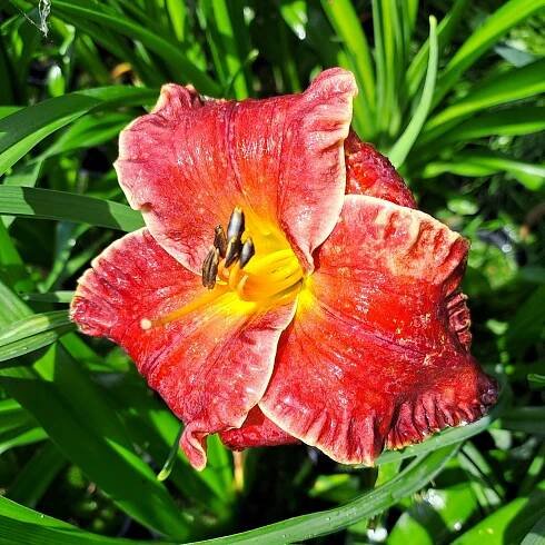 Hemerocallis x Naughty Red | Trvalky |Zahradnictví Franc 