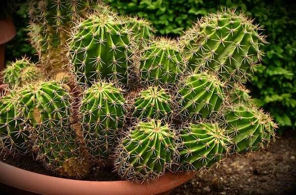 kaktusy Cactaceae