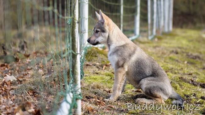 07 - Buddywolf