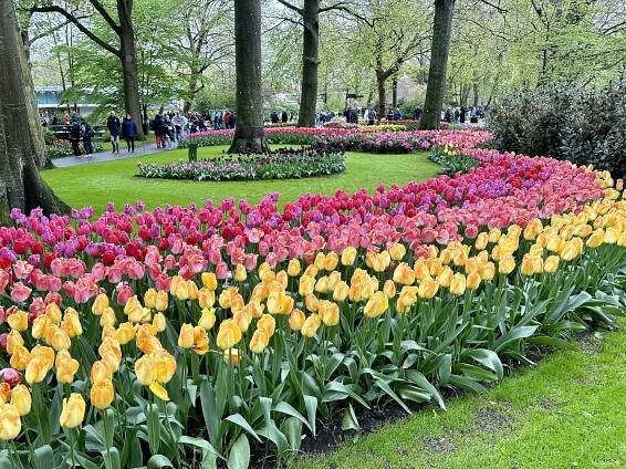 Ribbons of pink, purple and yellow tulips create a brilliant display at Keukenhof.