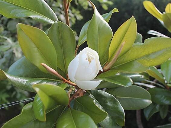 Magnolie - šácholán prodej sazenic, Strana 2
