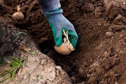 Výsadba brambor: jak správně sázet brambory na jaře na otevřeném terénu, aby byla dobrá úroda. Meatlider metoda a další