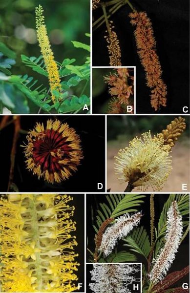 Advances in Legume Systematics 14. Classification of Caesalpinioideae. Part 2: Higher-level classification