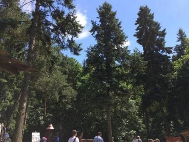 Pražský med je jeden z nejlepších v Česku: Děti ho v lese baštily tak, že nestačil