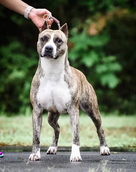 brindle american staffordshire terrier in Conway Arkansas