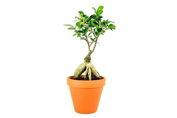 Ficus microcarpa Ginseng, průměr 12 cm Fíkovník drobnolistý