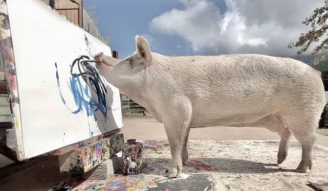 Pigcasso | Gallery