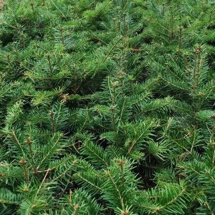 Miniatura - Abies bornmulleriana
