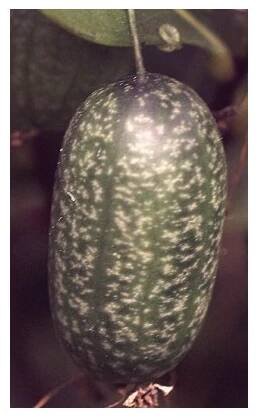 MELOTHRIA scabra "Mexická okurka" 10 semen