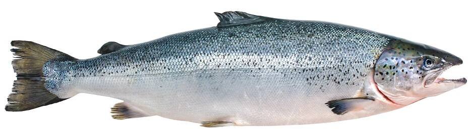 Learn About Fish Species | onWater app