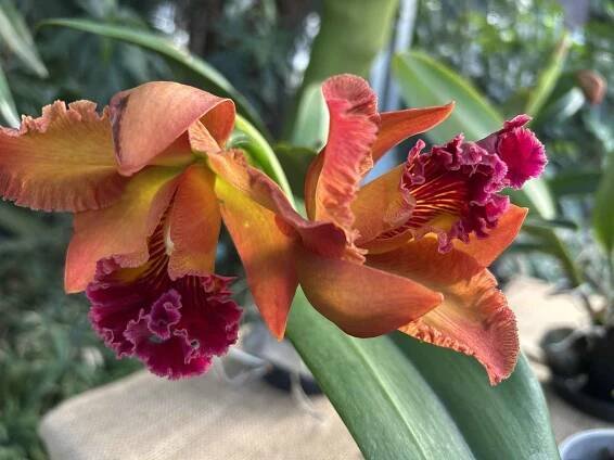 Orchideje.