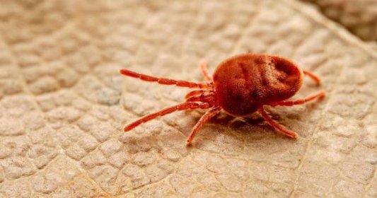 Sametka podzimní parazituje na zvířatech i na lidech: její larvy vysávají kožní buňky. Kde na ně můžete narazit a jak se jich nejsnáze zbavit?