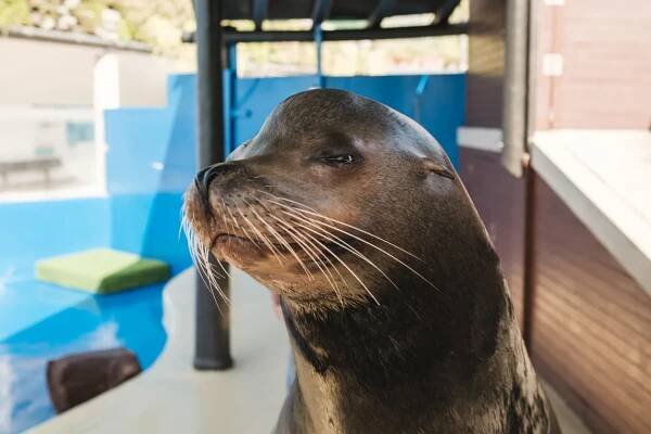 Marineland Mallorca Leones Marinos