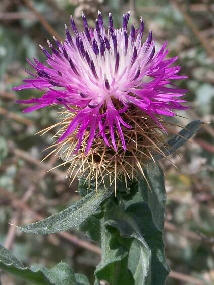 Centaurea seridis
