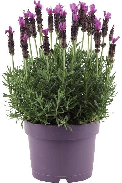 OBI Levandule "Anouk" růžová průměr květináče cca 17 cm Lavandula stoechas