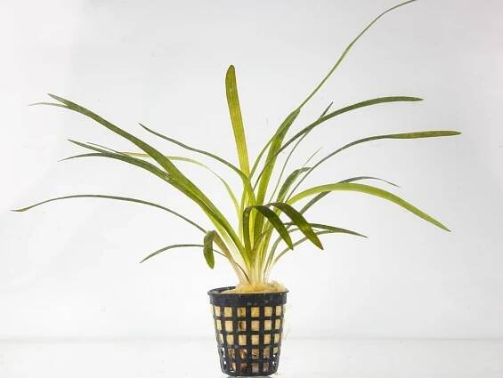 Sagittaria platyphylla
