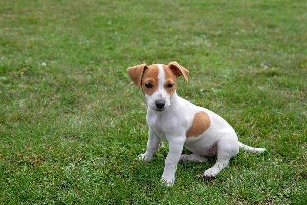 bezplatná Rozkošné štěně Jack Russell Terrier Na Trávníku Základová fotografie