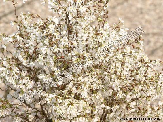 Prunus incisa 'Kojou-no-mai' - Slivoň vyříznutá - Bambuscentrum.cz