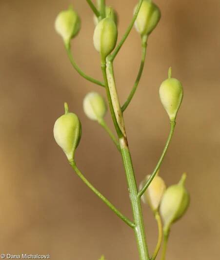 Camelina sativa – lnička setá • Pladias: Databáze české flóry a vegetace