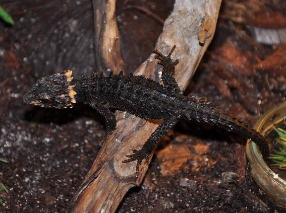 Obrázek - Tribolonotus gracilis (scink přilbový) | BioLib.cz