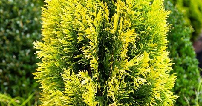 Forever Goldy® Arborvitae - Southern Living Plants
