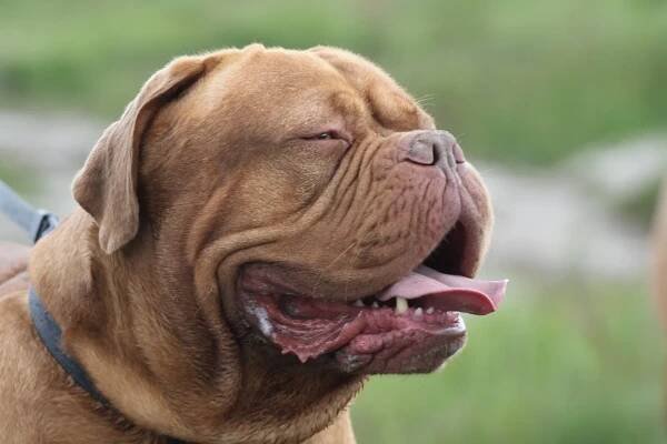 pes bandog