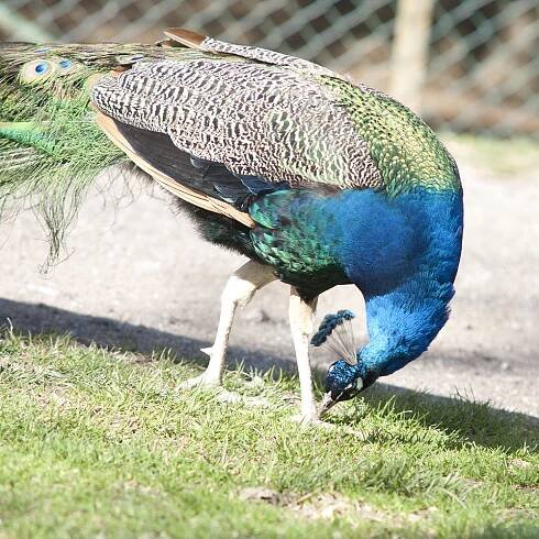 Entengarten - Tierpark Altenfelden