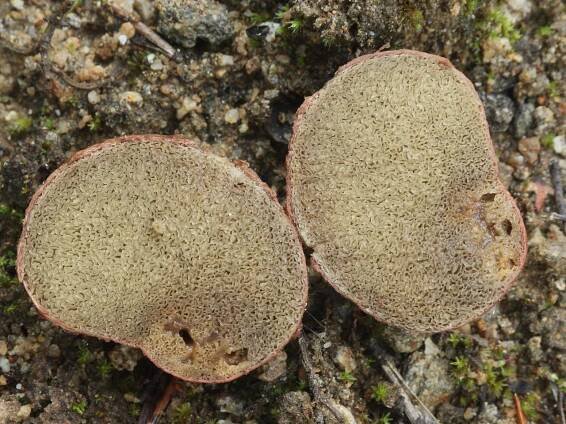 Rhizopogon - kořenovec - myko.cz