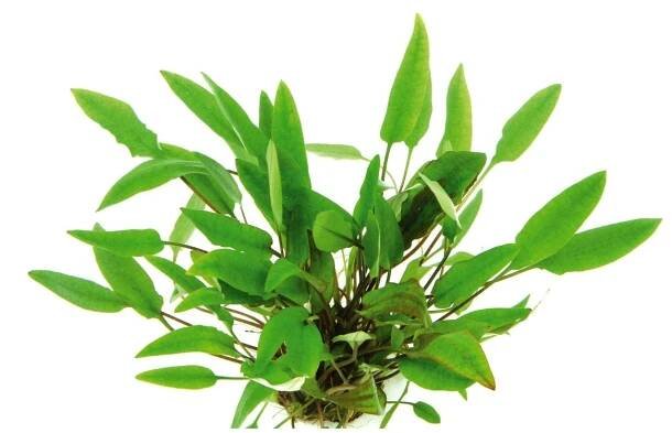 Cryptocoryne affinis - Kryptokoryna červená