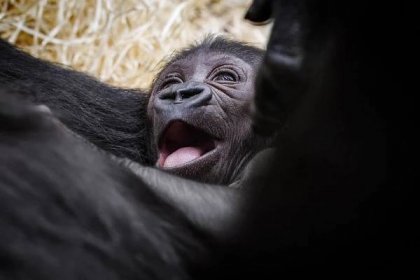 ANKETA: Které jméno se vám pro malou gorilí samičku líbí nejvíc?