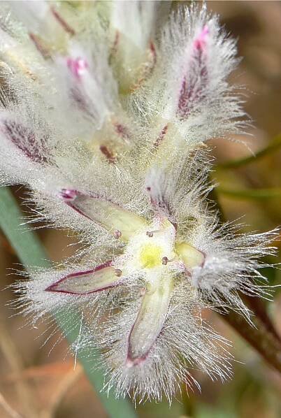 Ptilotus pyramidatus