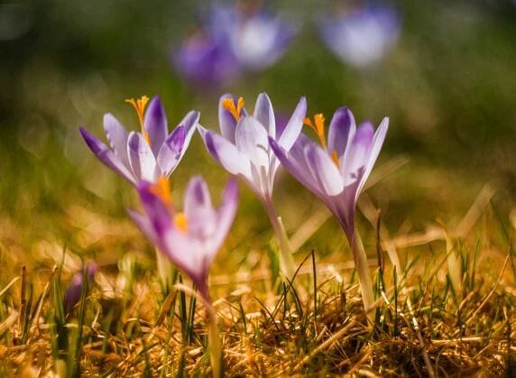 botanická zahrada | Náš REGION