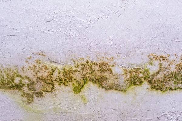 Your Complete Guide to Professional Mold Removal in Pennsylvania