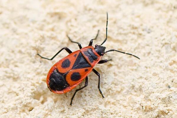 Soubor:Pyrrhocoris apterus (49930195271).jpg – Wikipedie