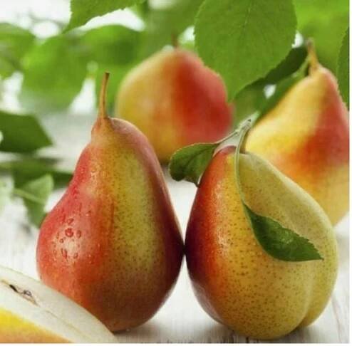 Grusza KRÁL SOBIESKI POLSKÁ AROMATICKÁ hruška