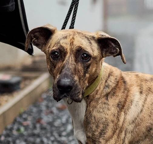 Psi k adopci z útulků, azylů a neziskových organizací