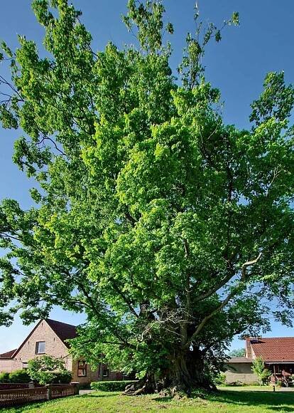 GCAR5B6 DENDROLOGIE V KOSTCE – jilm vaz (BILTEMA) (Traditional Cache) in Středočeský kraj, Czechia created by Karmazin+Teri