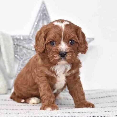 Nádherná Cavapoo štěňata na prodej - foto 2