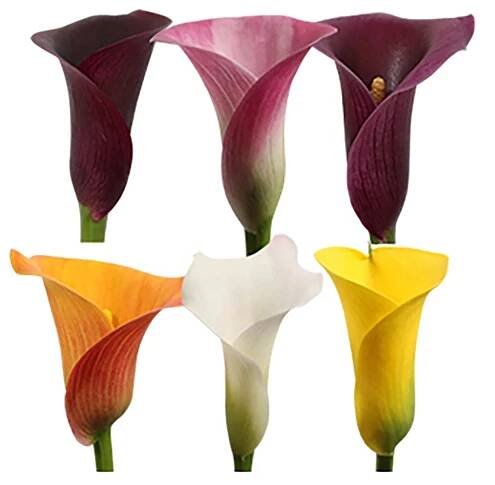 Kornoutice (Zantedeschia aethiopica), výška 20-40 cm, pr. květináče 10,5 cm