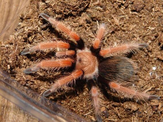 MioSpider