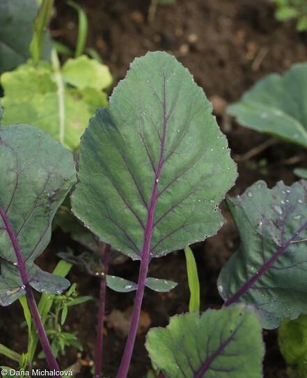 Brassica oleracea – brukev zelná