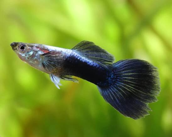 Guppy male "neon blue" - Poecilia reticulata