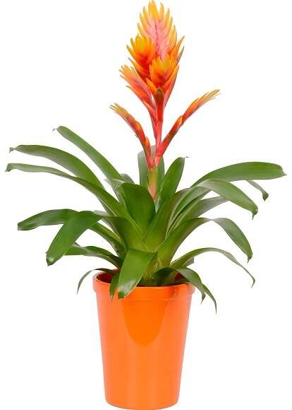 Bromélie mix v keramickém květináči průměr cca 13 cm