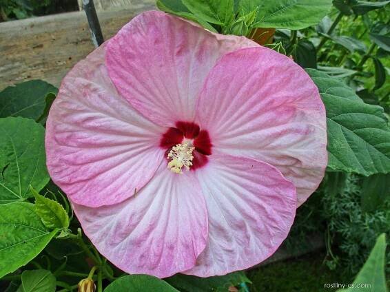 Ibišek bahenní (Hibiscus moscheutos)