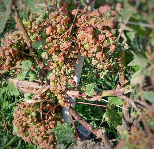 grandine vigna 2023